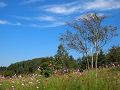 P9120628_thumb.png