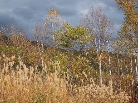 PA171178c.jpg