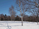 p1022006_thumb.gif