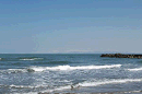 p1000391_thumb.gif
