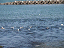 p4120025_thumb.gif